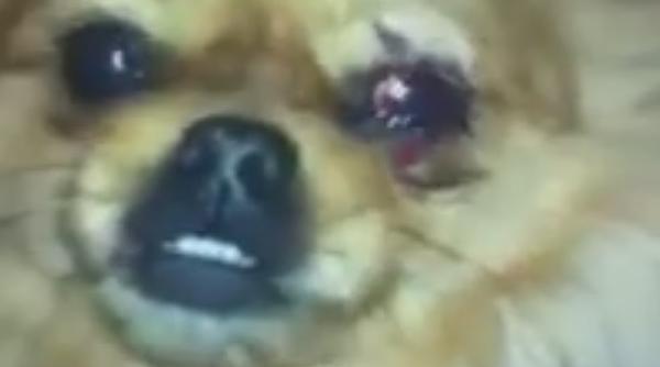 consilier pp dd acuzat ca a lovit cu caramida un pechinez video