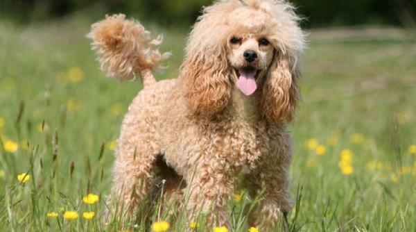 bancul zilei un caniche omoara un pitbull