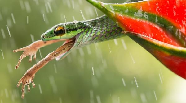 imagini spectaculoase finaliste in concursul de fotografie smithsonian