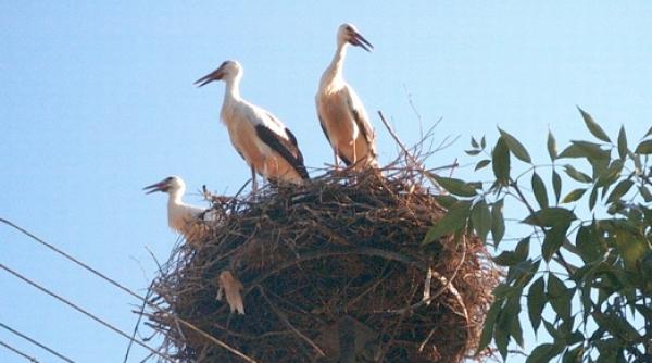 ordin de ministru pentru mutarea unui cuib de barza