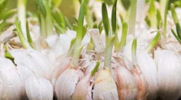 usturoi incolprc c8prc 9bit  proprietaprc c8prc 9bi uimitoare  de ce nu este bine sa il arunci la gunoi