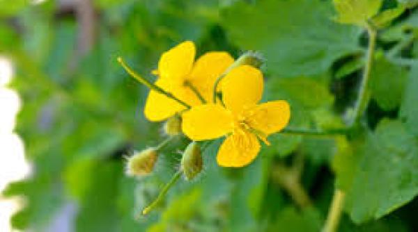 rostopasca  beneficii  vindeca hepatita prc c8prc 99i pancreatita  reduce colesterolul