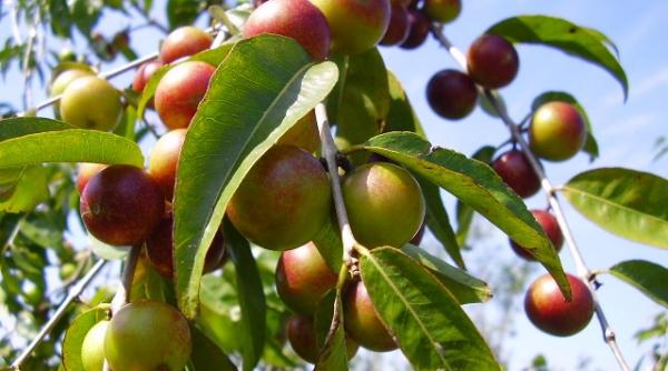 oamenii de tiin a brazilieni eviden iaza proprieta ile fructului de camu camu