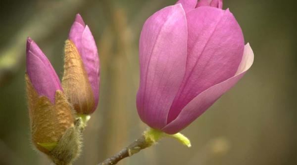 prognoza meteo cum va fi vremea pana la florii