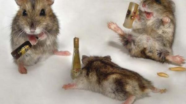 bancul zilei trei oareci in bar la un shot de tequila