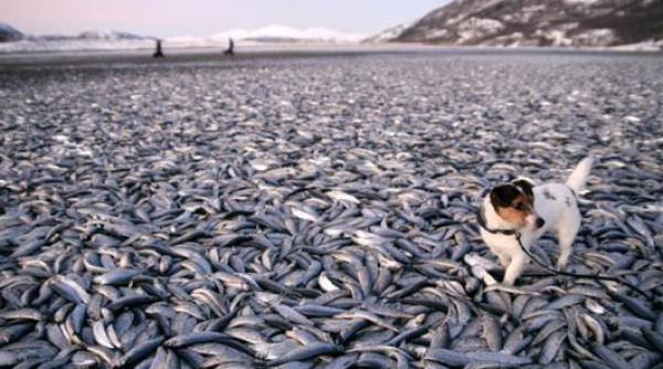 descoperire in adn ul heringului  ar putea fi materialul viitorului