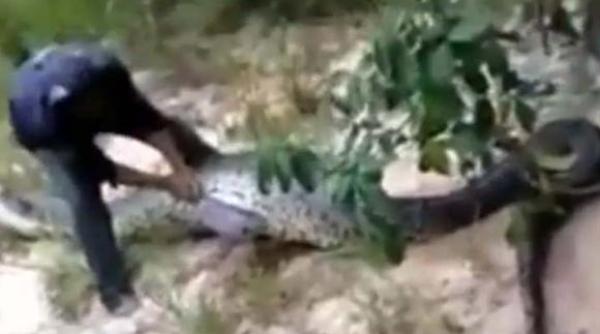 ce a gasit un barbat in stomacul unui arpe video