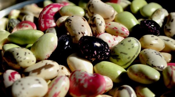 oamenii de tiin a au creat 30 de noi soiuri de fasole rezistente la caldura