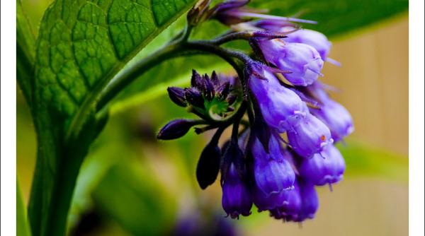 tataneasa beneficii alunga cancerul ghernia ulcerul si tumorile