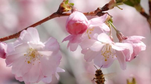 cum va fi vremea de florii i de pa te prognoza meteo pe doua saptamani