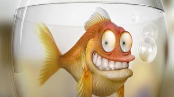 bancul zilei rechinul ii ia locul pe ti orului de aur