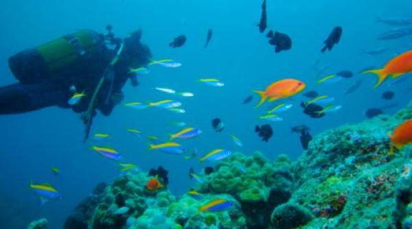 un cap de pe te inoata fara corp video