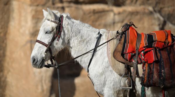 tragedia cailor i magarilor exploata i turistic interven ie vier pfoten