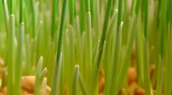 semin e de grau incol it beneficii previne imbatranirea prematura trateaza tumorile afectiunile oculare si ale stomacului