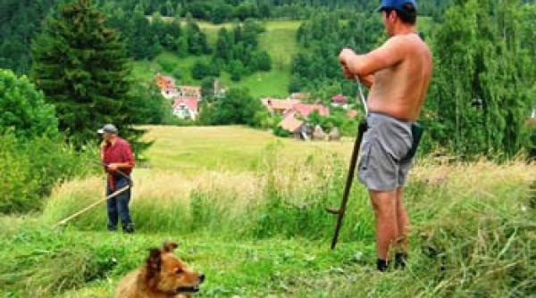 bancul zilei ion i gheorghe discuta in timp ce cosesc