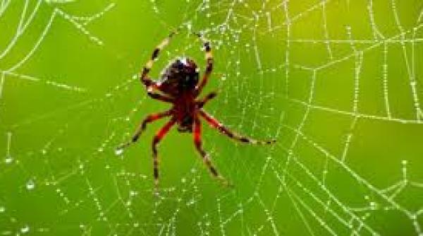 frica de paianjeni de ce resim im teama fa a de ei