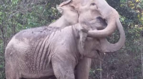 mama elefant reintalnire cu puiul ei dupa mai bine de trei ani video