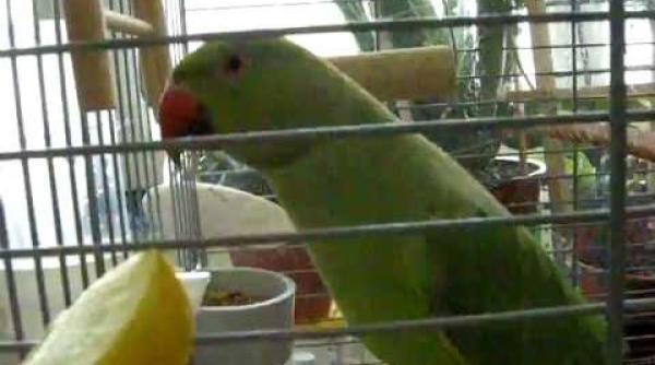 bancul zilei bula i papagalul vorbitor