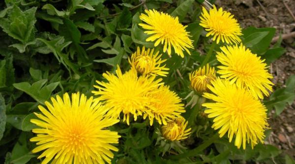 papadia planta miraculoasa din gradina noastra