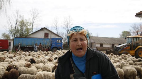 buzau protest cu oi la primarie vezi motivul