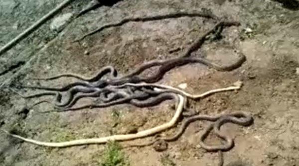 dolj casa unei familii invadata de erpi m am trezit cu un sarpe in pat a povestit o batrana