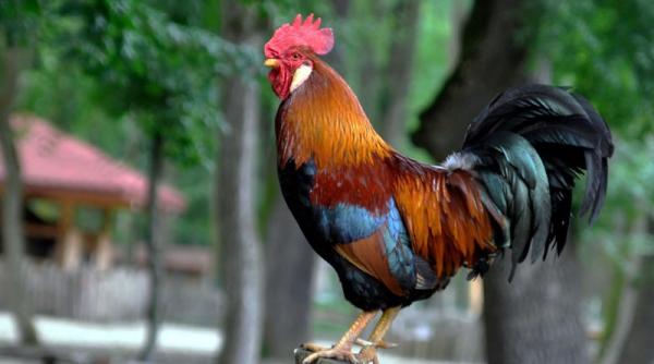 bancul zilei coco ul este gelos de pa te