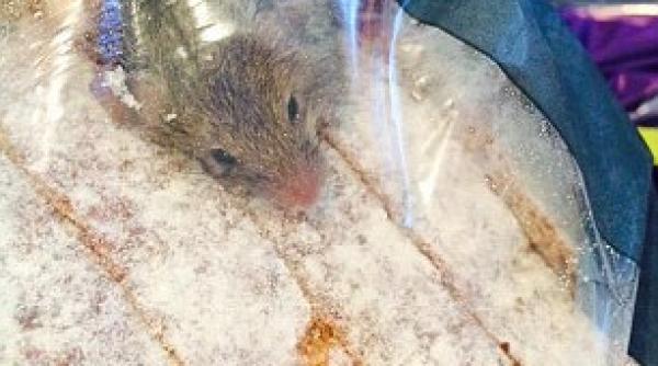 descoperire ocanta in punga cu paine foto