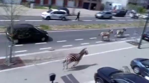 trei zebre urmarite de poli ie pe strazile din bruxelles video