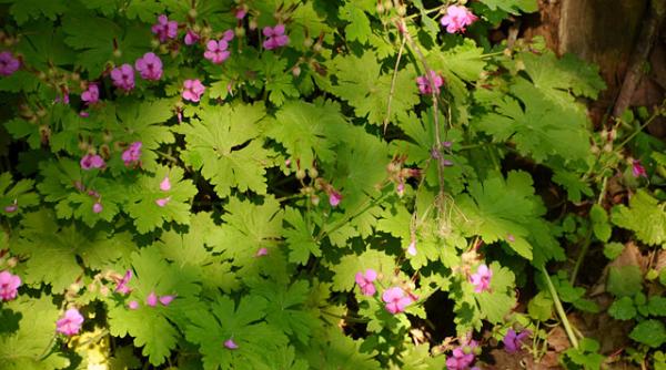 priboi beneficii trateaza tuberculoza si hemoragiile interne combate cancerul si bolile oculare