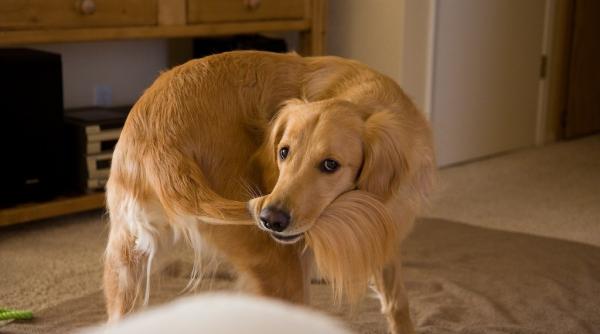 studiu de ce isi alearga cainii coada video