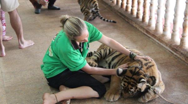 solu ii pentru templul tigrilor din thailanda animalele inute in condi ii nepotrivite