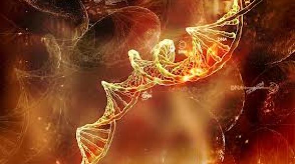 epidemie in randul stelelor de mare  fenomen ce ii bulverseaza pe cercetatori  e cea mai mare epidemie din istorie