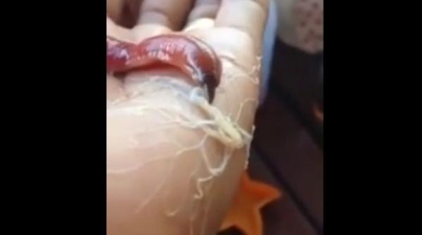 o creatura bizara face furori pe internet