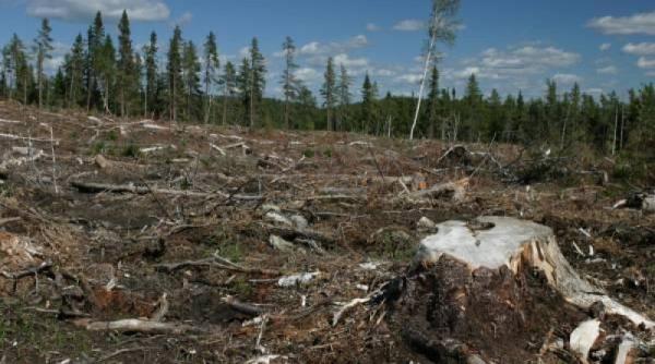 guvernul a sesizat dna cu privire la defri arile ilegale