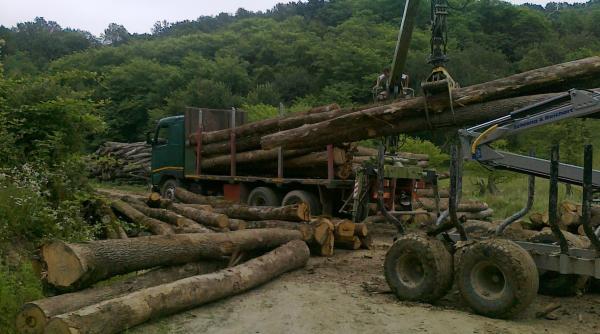 lucia varga pnl ar vota codul silvic cu o condi ie exclusiv