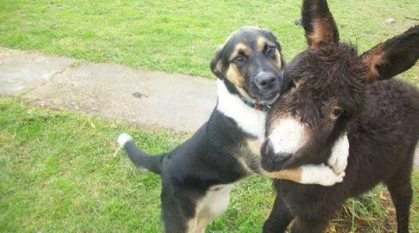 bancul zilei discu ie intre ca el i magar