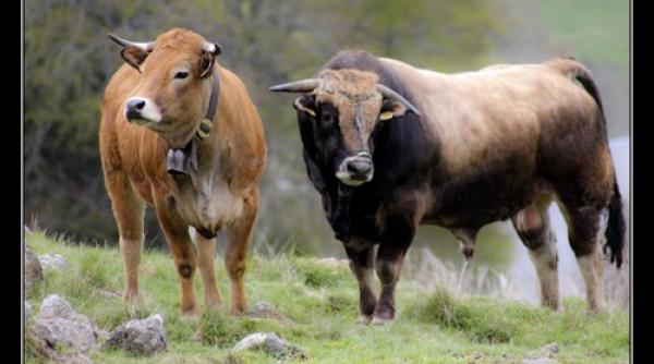 bancul zilei profesoara la post intr un sat