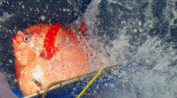 descoperire surprinzatoare primul pe te cu sange cald