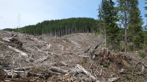 codul silvic adoptat de parlament merge spre promulgare la pre edintele klaus iohannis