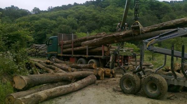 deutsche welle aprecieri la adresa codului silvic se inscrie pe drumul cel bun