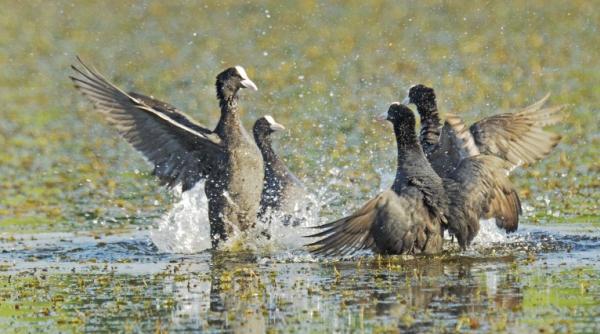 sorin oprescu anun privind viitorul parc natural vacare ti