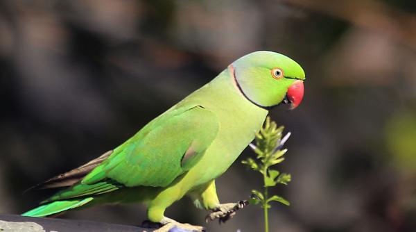 bancul zilei buli or i i ia papagalul la coala