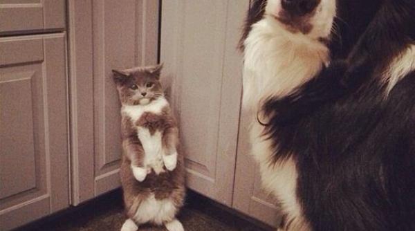 animale surprinse in ipostaze amuzante foto