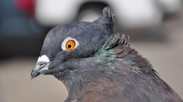 india porumbel banuit de spionaj re inut i supus la teste cu raze x