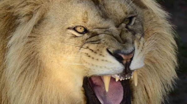 ingrozitor i a filmat moartea mancata de lei