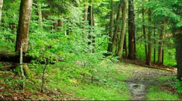 bancul zilei fat frumos i ileana cosanzeana se intalnesc in padure