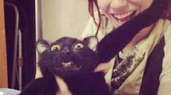 pisicile care i i resping stapanii imagini amuzante