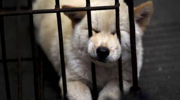 zece mii de caini vor fi sacrifica i la festivalul yulin dog campanie fara precedent la nivel mondial