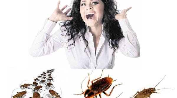 bancul zilei so ia vede o albina in casa