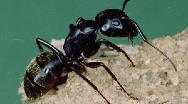 bancul zilei furnica se combina cu elefantul